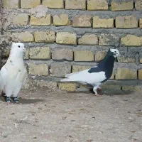 طوقی|پرنده|یزد, |دیوار