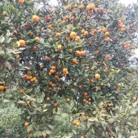 فروش نارنگی شیرین|خوردنی و آشامیدنی|کلاچای, |دیوار