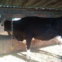 گاوسیمینتال سیاه شیری