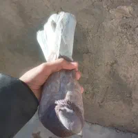 کبوتر سرخ دم سفید