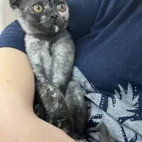 بچه گربه اسکانیش بریتیش فروشی