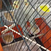 عروس هلندی مولد با ضمانت|پرنده|فردیس, شهرک شهید حسینی|دیوار