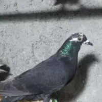 پلاکی ماده گم شده