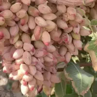 خر ی د ضایعات  پسته وپو ک شکن|خدمات باغبانی و درختکاری|اردکان, |دیوار