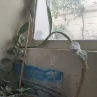 گل‌‌طبیعی|گل و گیاه طبیعی|بروجرد, |دیوار