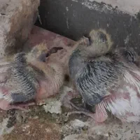 کبوتر|پرنده|رامند, |دیوار