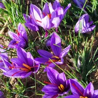 زعفران لرستان عیار 420 گرید A+