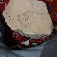 سنگ شجر|کلکسیون و سرگرمی|شیراز, شاهچراغ|دیوار