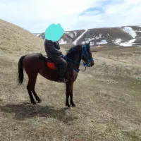 دوعدد اسب کورد