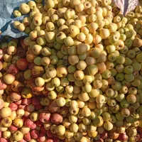 خریدار سیب زیر درختی ضایعاتی