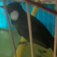 سهره دستی نر|پرنده|دزفول, |دیوار