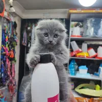 واگذاری گربهای .اسکاتیش سوپرفولد.رگدال پرشین.پرشین