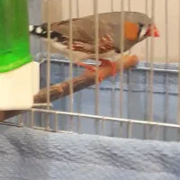 فنچ جفت مولد