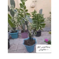 گل و گیاه طبیعی|گل و گیاه طبیعی|خوی, |دیوار