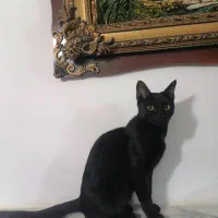 گمشده