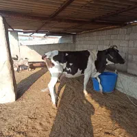 گاو با گوساله|حیوانات مزرعه|خرمشهر, |دیوار