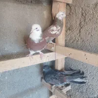 کبوتر هوایی|پرنده|شاهرود, |دیوار