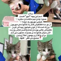 واگذاری رایگان گربه