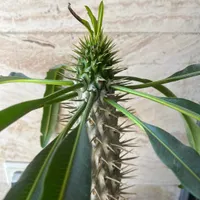 خانه آپارتمانی اجاره ای
