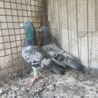 نروماده آلمانی