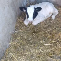 گوساله نر شیری