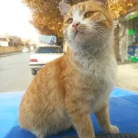 نیسان دوگانه سوز