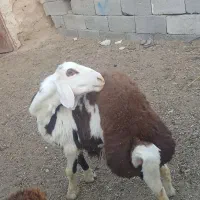 بره قوچی