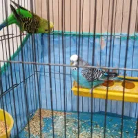 یه جفت مرغ عشق|پرنده|کرمانشاه, |دیوار