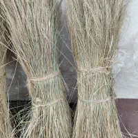 کلوش یا کولوش|عمده‌فروشی|سنگر, |دیوار