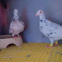 ۴اکبوتر صید پرشی به شرط|پرنده|بجنورد, |دیوار