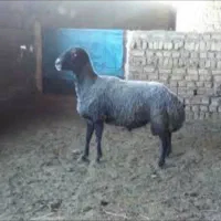 گوسفند قوچ برزی چاق