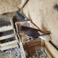 کبوتر اشعل