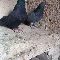 کبوتر دوجفت نروماده
