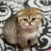 بچه گربه|گربه|اندیشه, اندیشه فاز ۶|دیوار