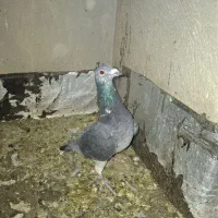 کبوتر پلاکی