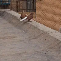 یجفت دم سفید زرد وسرخ خال مشکی|پرنده|پاکدشت, پاکدشت (مامازند)|دیوار