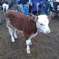 گوساله درجه یک موجود