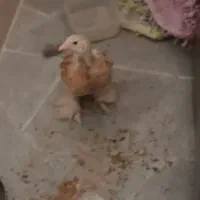 جوجه خروس برهما دارک