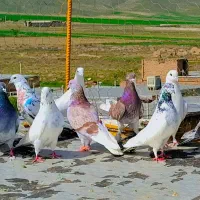 کبوتر تهرانی هوایی