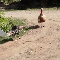 بوقلمون