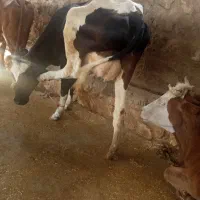 گاو و گوساله هلشتین