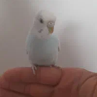 مرغ عشق نیمه دستی|پرنده|رضویه, |دیوار