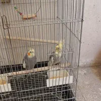 عروس هلندی جفت|پرنده|پاکدشت, پاکدشت (مامازند)|دیوار