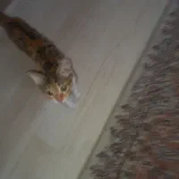 واگذاری گربه|گربه|رودهن, |دیوار