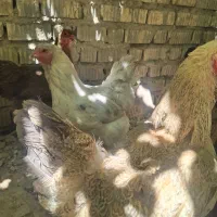 مرغ برهما