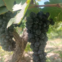 همسفر ارومیه