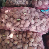 یک تون سیب بذری ساگته درجه یک