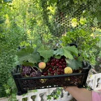 باغچه جنگلی با بنا فول