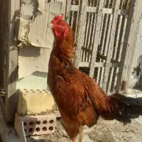 خروس لاری نسل دار زمانتی