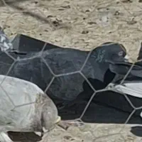 سیاه ماده گمشده